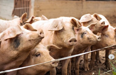 Pigs on the farm. Happy pigs on pig farm. piglets