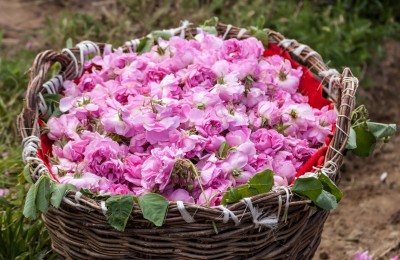 Bascket filled with Bulgarian pink roses