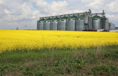 Canola Field and Big Silo at Farm