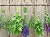 herbs