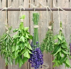 herbs