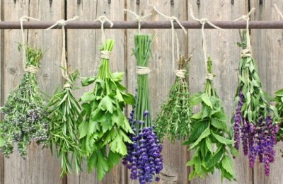 herbs