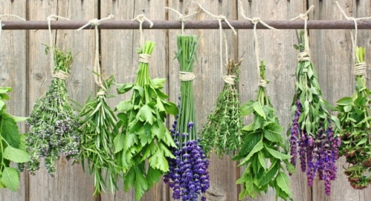 herbs