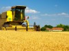 Harvester combine harvesting wheat on sunny summer day.