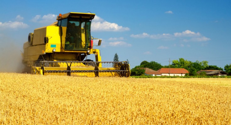 Harvester combine harvesting wheat on sunny summer day.